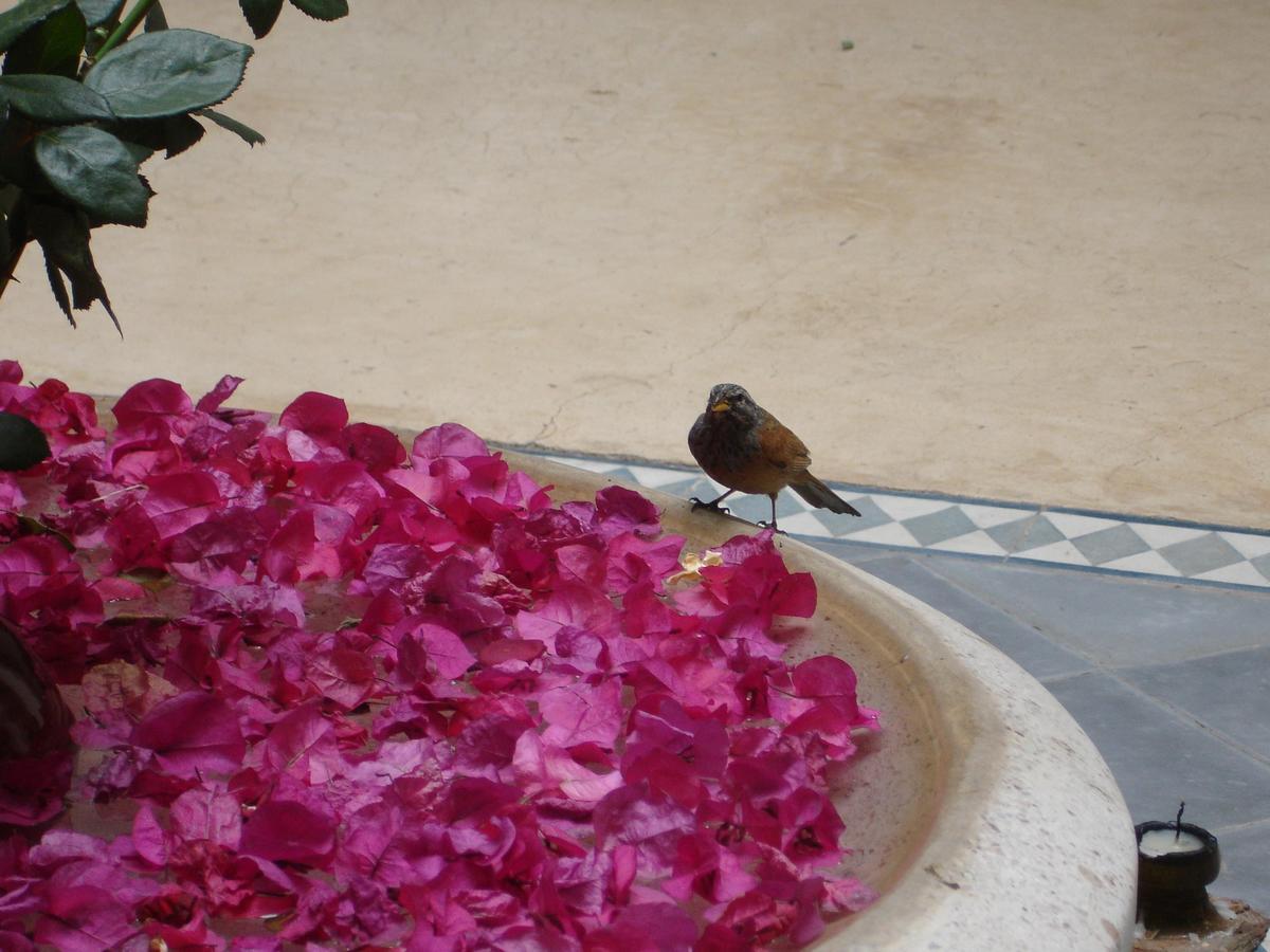 Dar Touyir Hotel Marrakesh Exterior photo